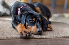 Doberman puppies for sale in West Virginia