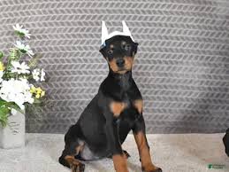 Buy a doberman puppy ohio