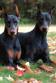 European Red Doberman Puppies Florida