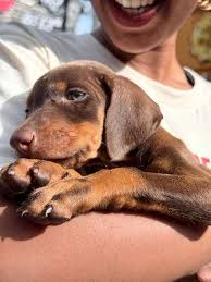 Affordable Doberman puppies North Carolina