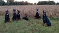 Trained Doberman Puppies Washington