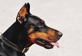 AKC Doberman puppies New Jersey
