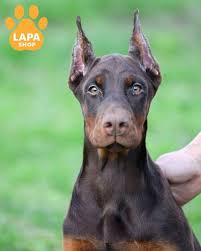 Affordable Doberman puppies Delaware,