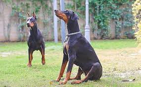 Doberman Puppies Sandy Springs Georgia