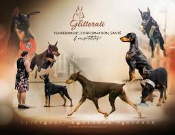 Best Doberman Breeders in Massachusetts