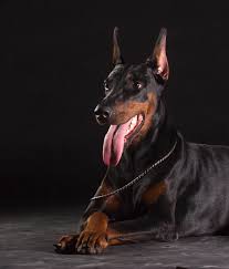 European Red Doberman Puppies Michigan ﻿