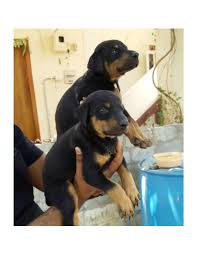 Cheep Doberman puppies for sale in Colorado
