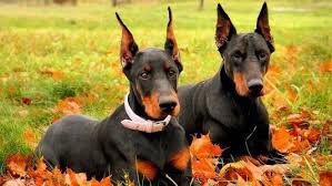 Registered Doberman Puppies Pennsylvania