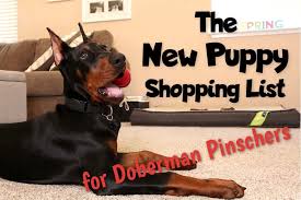 Doberman puppies Utah
