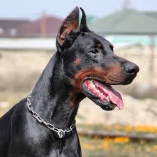 New Jersey Doberman Breeders