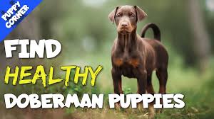Adopt a Doberman Puppy in Wyoming