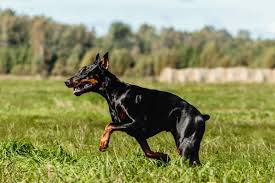 Reputable Doberman Breeders Arizona