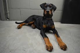 Doberman puppies for sale Pennsylvania