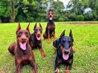 Doberman Pinscher Puppies for Sale Minnesota