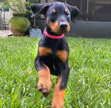 Purebred Doberman puppies for sale South Carolina