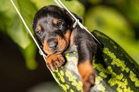 Doberman puppies for adoption in Georgia
