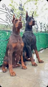 Purebred Doberman Puppies North Carolina