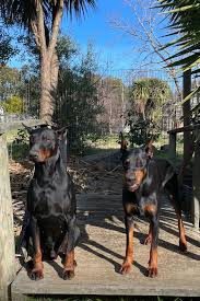 Doberman Pinscher Puppies for Sale in New Hampshire