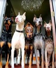 Working Line Doberman Puppies Mississippi