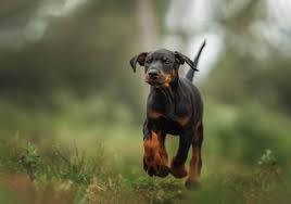Doberman prices in Nevada,