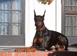 Doberman Pinscher Puppies for Sale Colorado