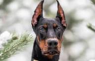 Doberman Pinscher Puppies for Sale Indiana
