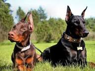 Arkansas Doberman Breeders