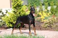 Doberman Puppies for Adoption Tennessee