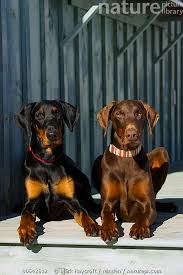 Elite Doberman Breeders New Mexico