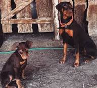 AKC Doberman Puppies New Hampshire