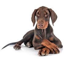 Doberman puppies for sale in Arkansas