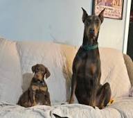 Doberman Puppies in Lincoln, Nebraska