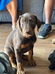 AKC Doberman Puppies South Dakota