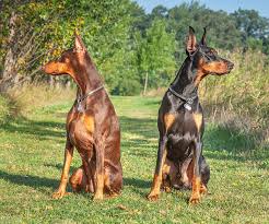 Doberman Pinscher puppies for sale in Oregon