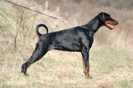 Miniature Doberman puppies for sale in Iowa