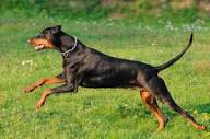 European Doberman puppies for sale in Maryland,