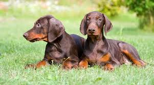 Doberman puppies for sale in wisconsin