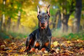Blue Doberman puppies for adoption in Montana,