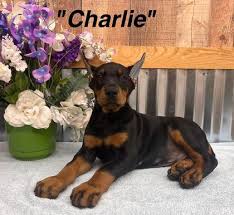 Doberman puppies for sale in Minnesota